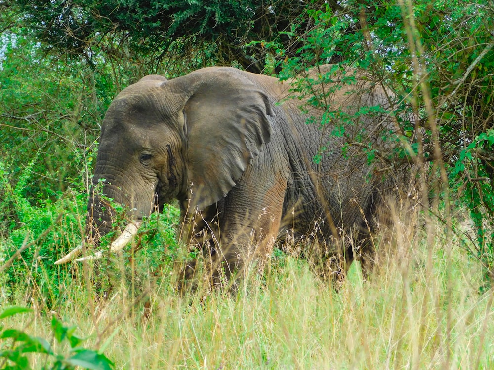 an elephant in the wild