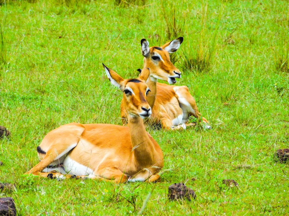 a group of animals lying in the grass