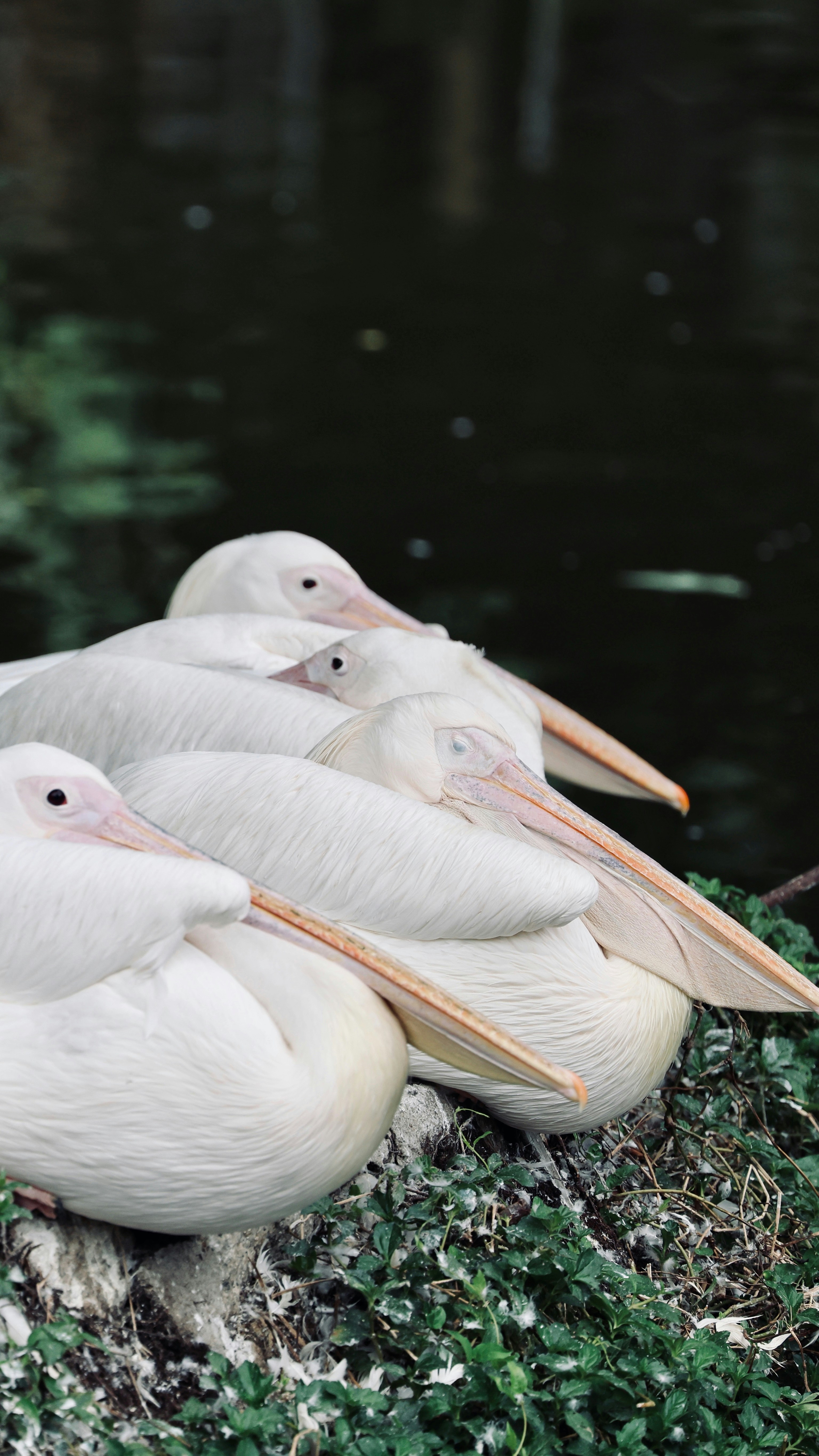 Photo by dickenslin76