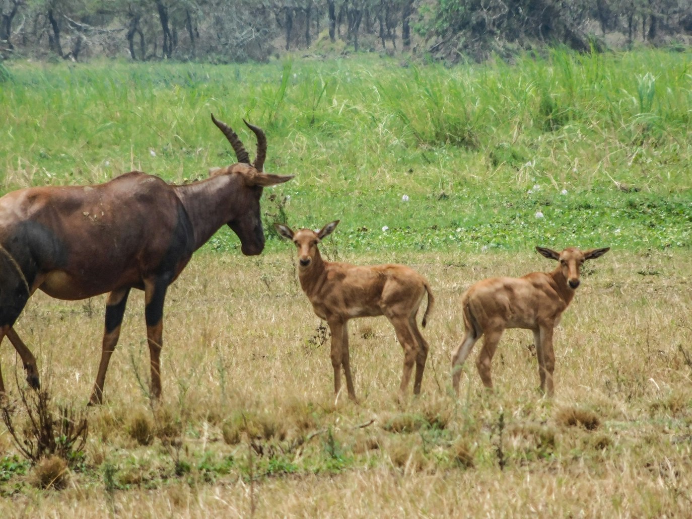 safaris in rwanda from denmark