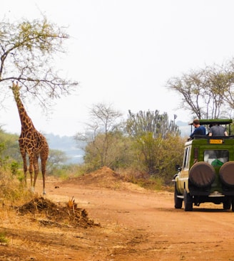 a giraffe and a truck on a dirt road