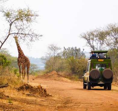 a giraffe and a truck on a dirt road