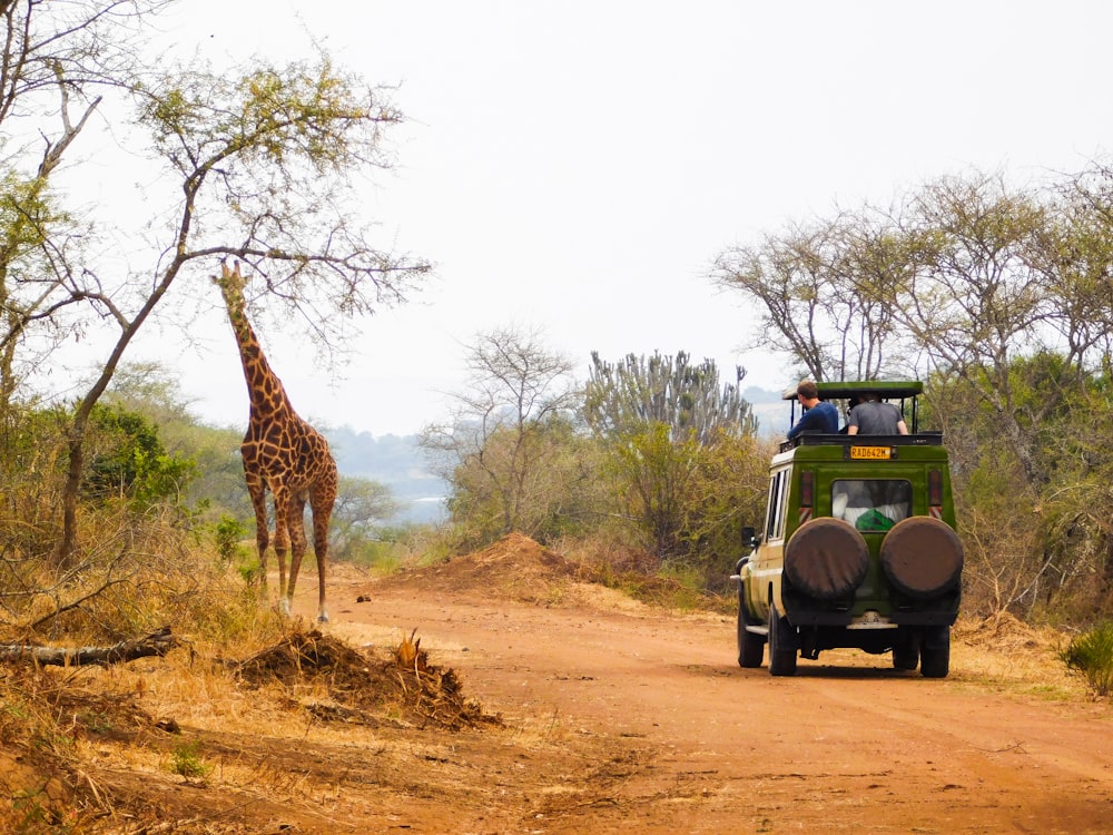 a giraffe and a truck on a dirt road