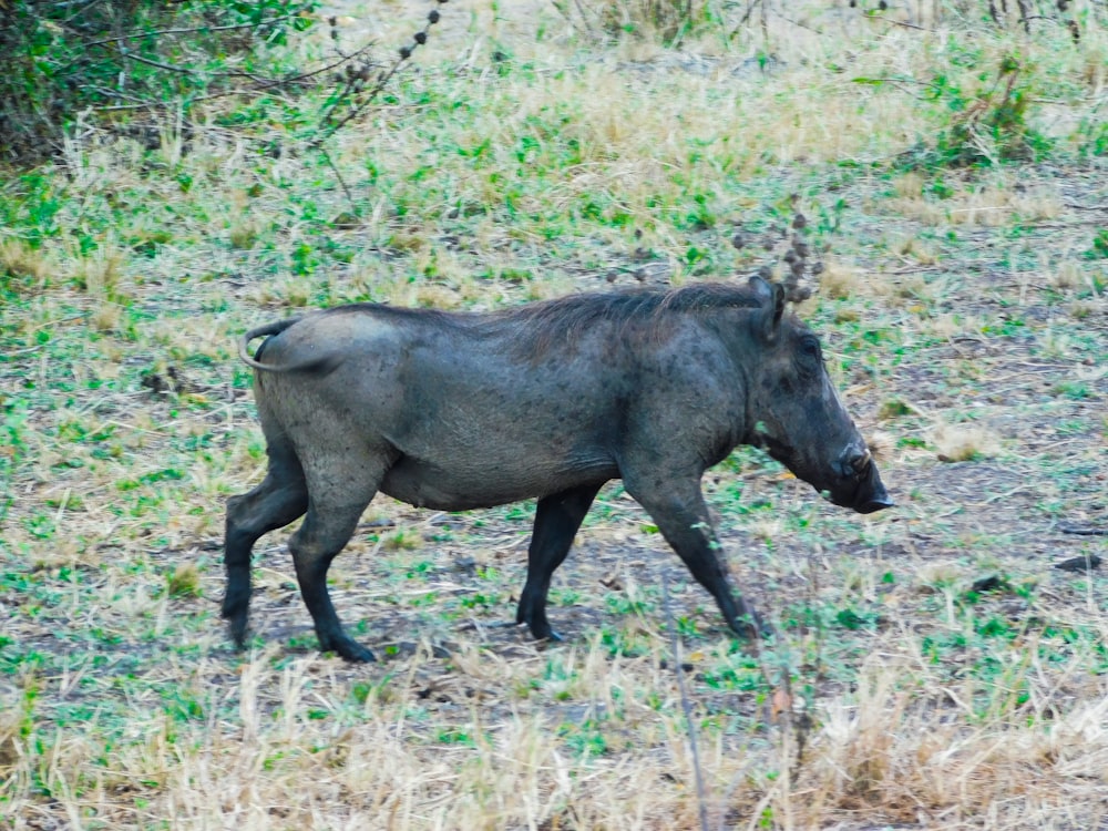 um animal preto com uma cauda longa