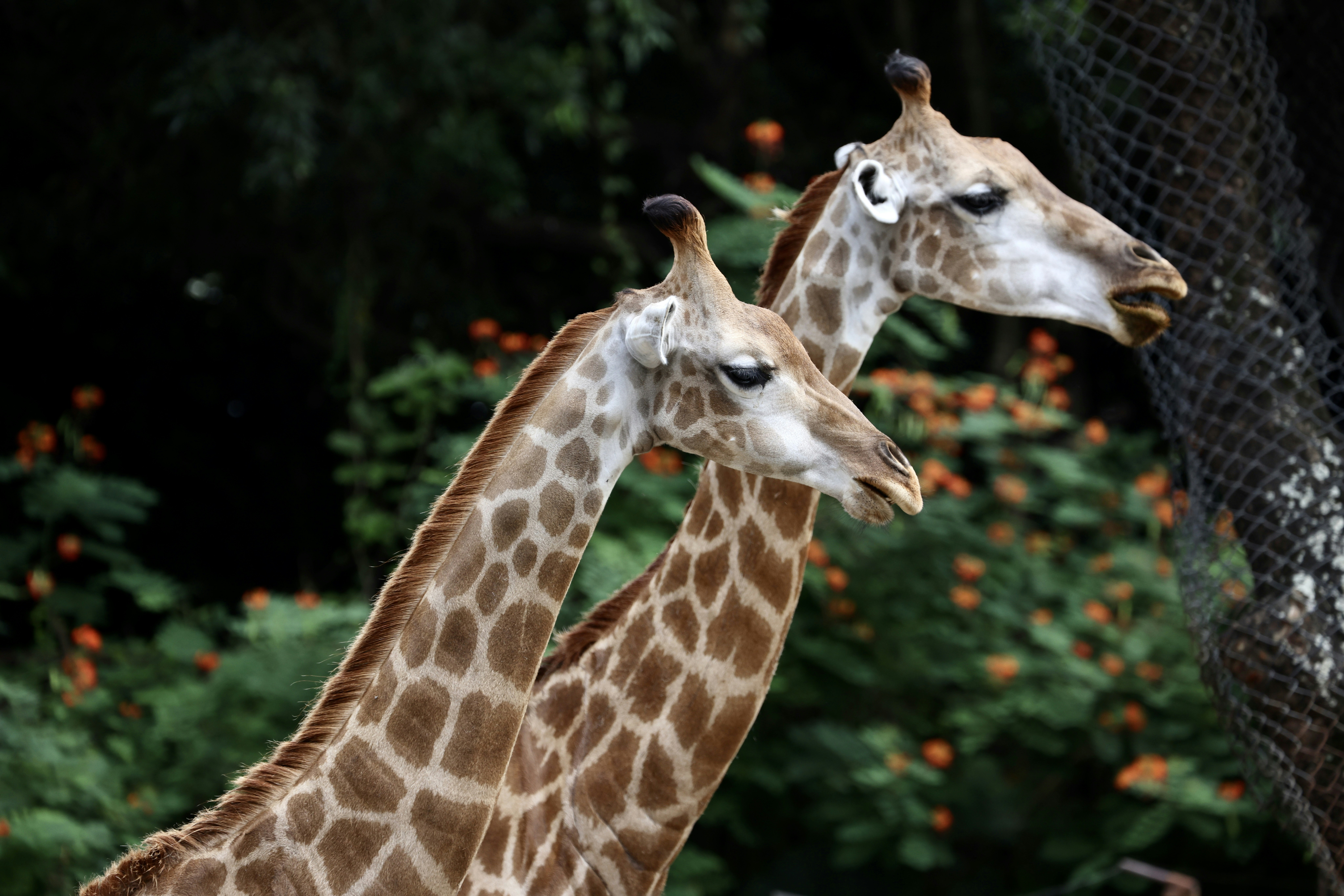 Low-Intensity Fights Involve Leaning and Rubbing (image credits: unsplash)