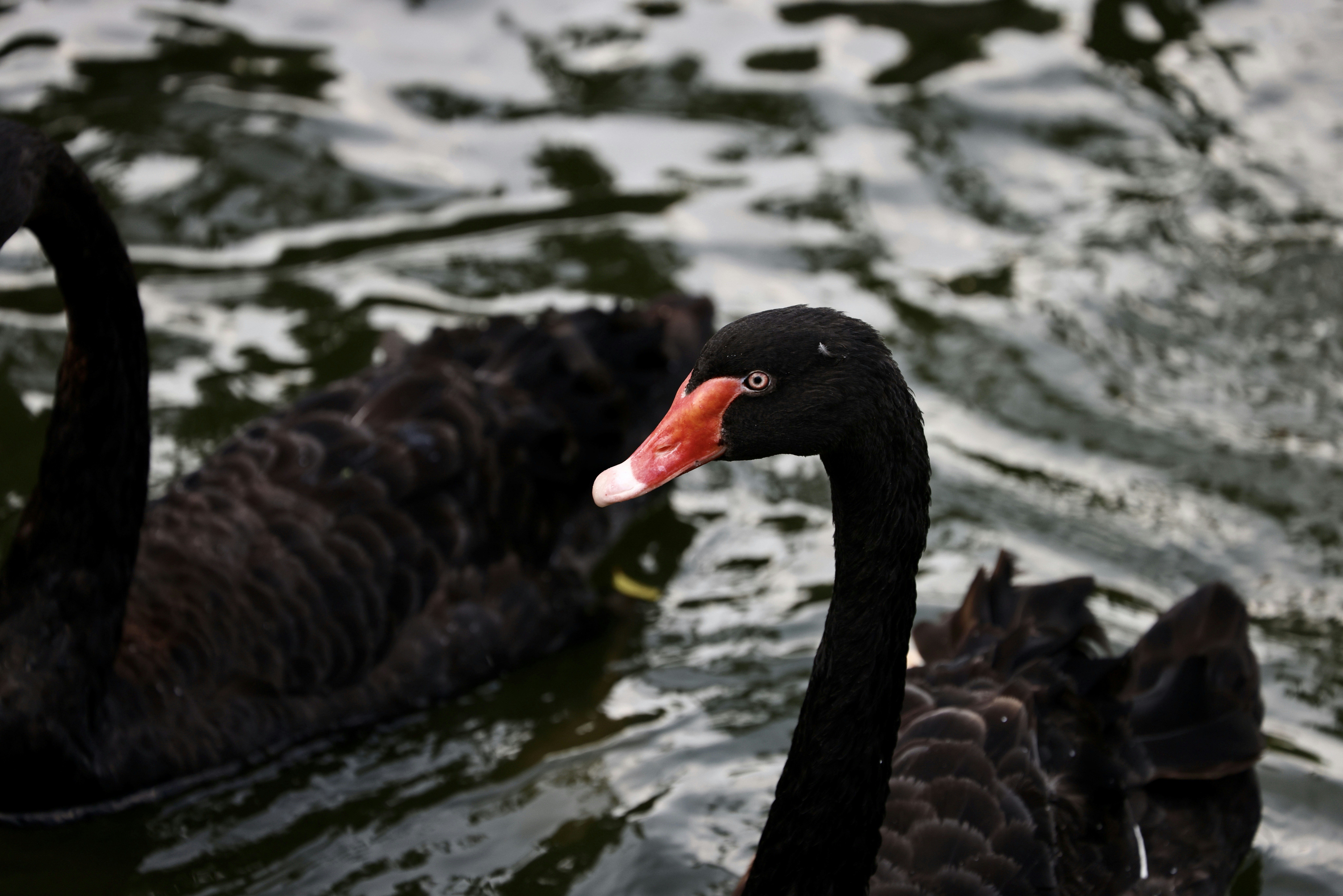 Photo by dickenslin76