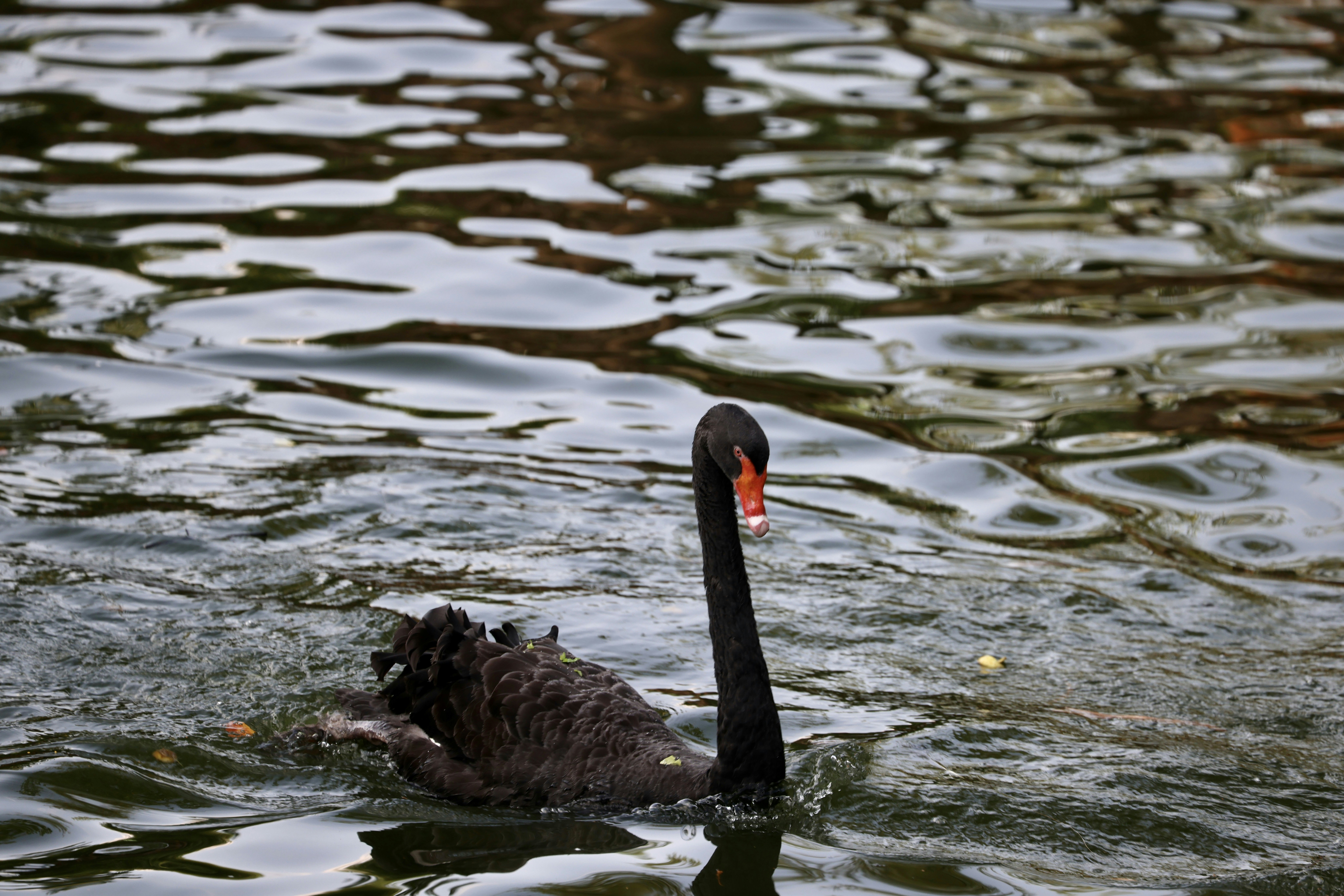 Photo by dickenslin76