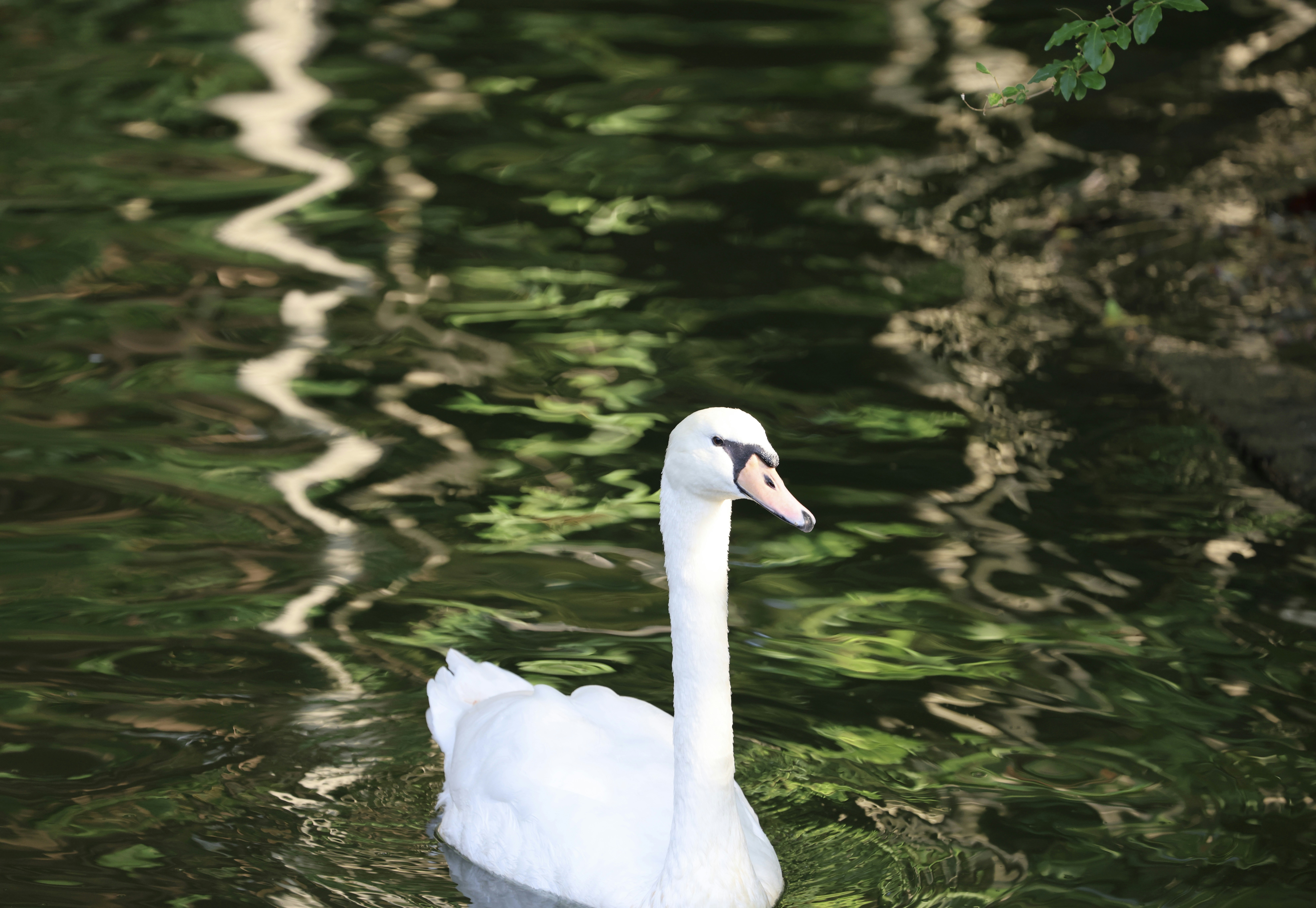 Photo by dickenslin76