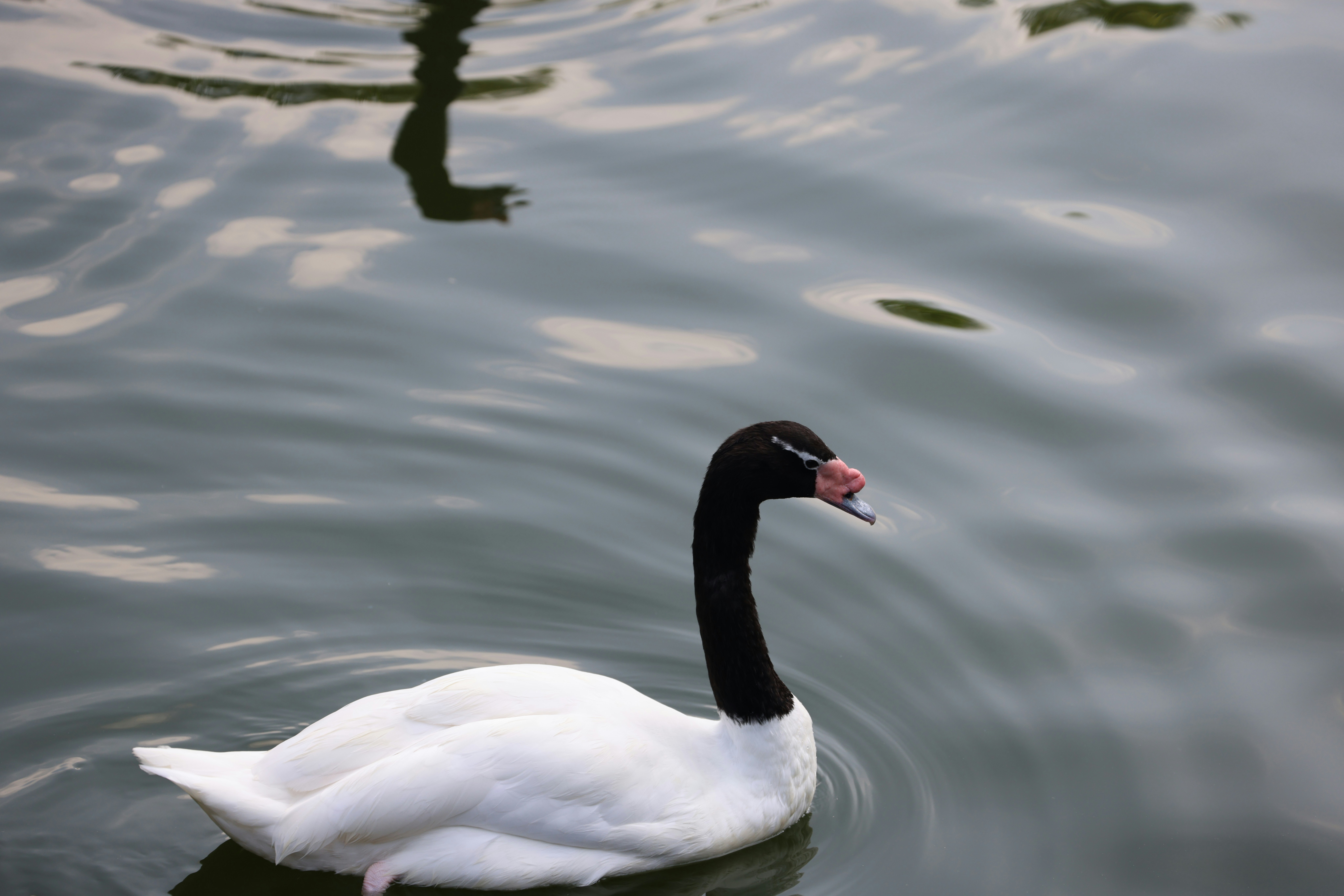 Photo by dickenslin76