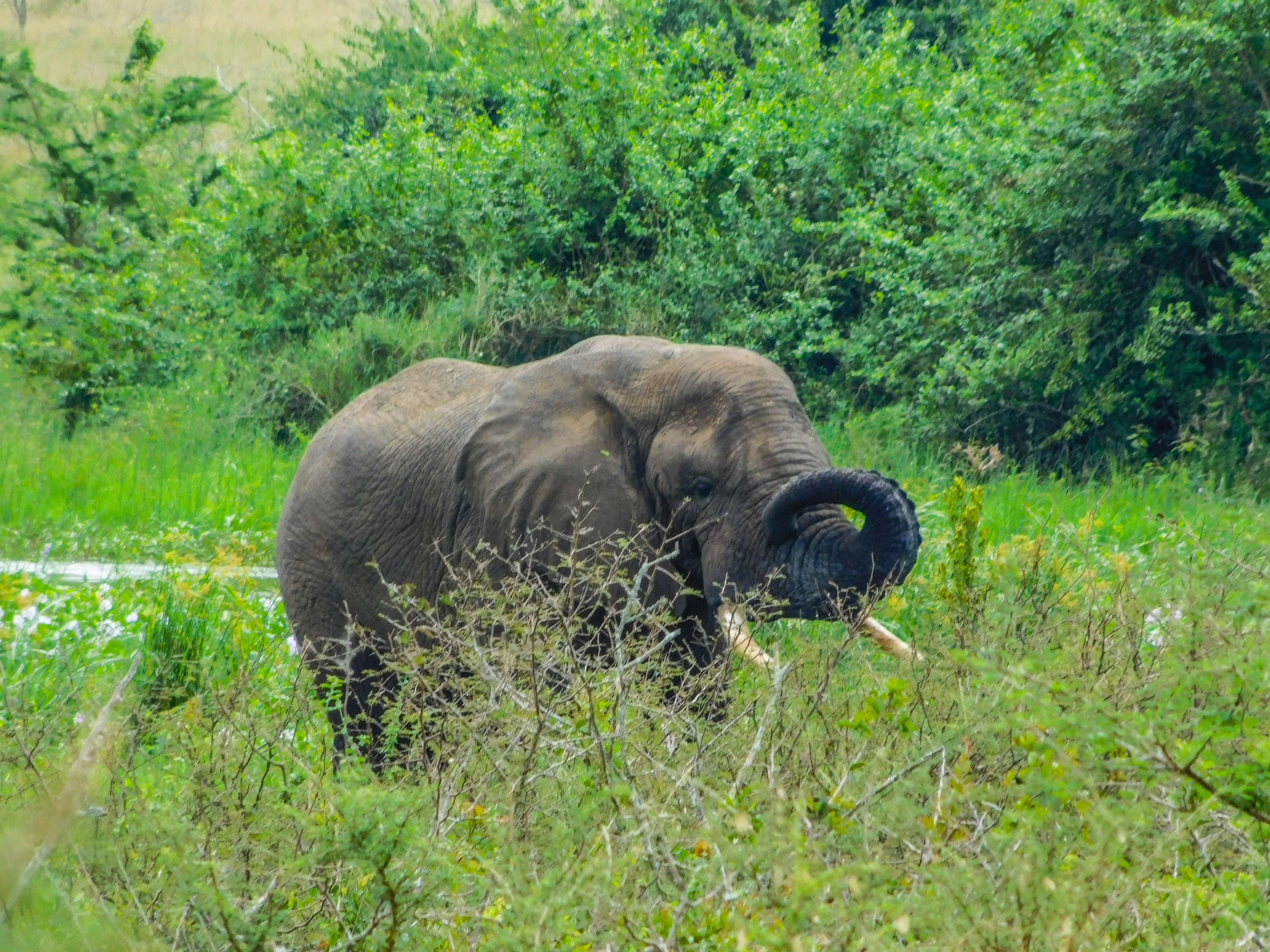 an elephant in the wild, Join me to take a look at this beautiful photo on an elephant captured in Akagera National Park, Rwanda by Emmy Shingiro.