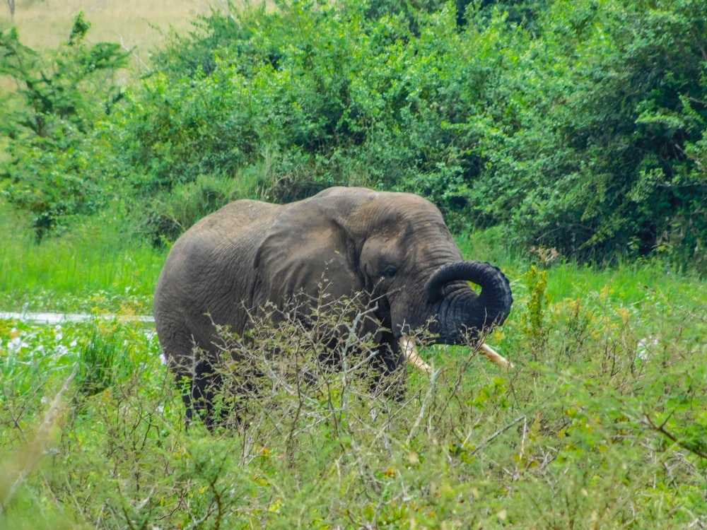 an elephant in the wild