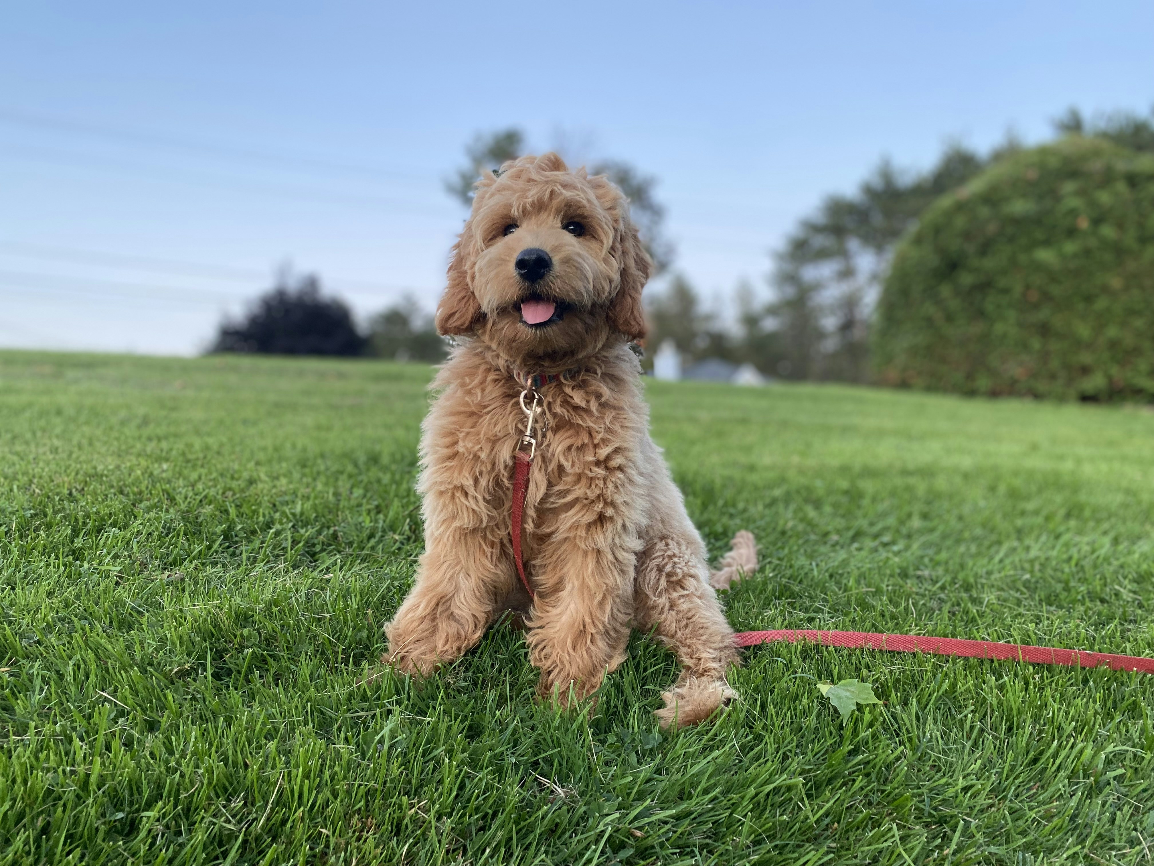 Happy golden doodle dog on couch looking healthy and content, representing the result of good pet care