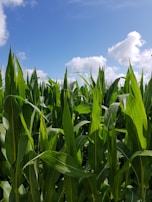 Farmers inspecting healthy corn plants in a sunny field.