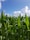 A farmer harvesting corn in a sunny field with a clear blue sky.