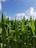 A close-up of golden corn ears in a field under a clear blue sky.