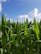 Farmer woman inspecting her healthy crops under a bright sky.