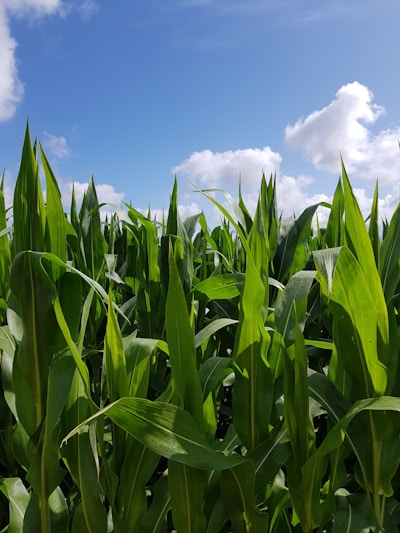 A farmer inspecting healthy crops in a lush green field under a clear blue sky.