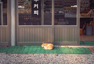 a cat lying on the ground outside a store