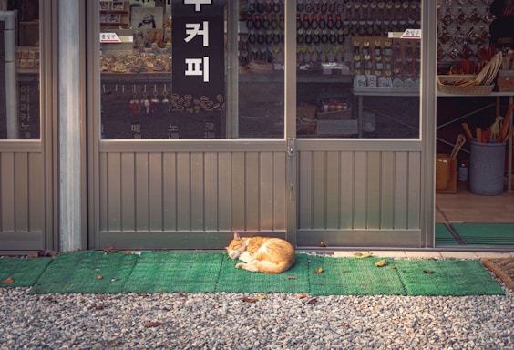 a cat lying on the ground outside a store