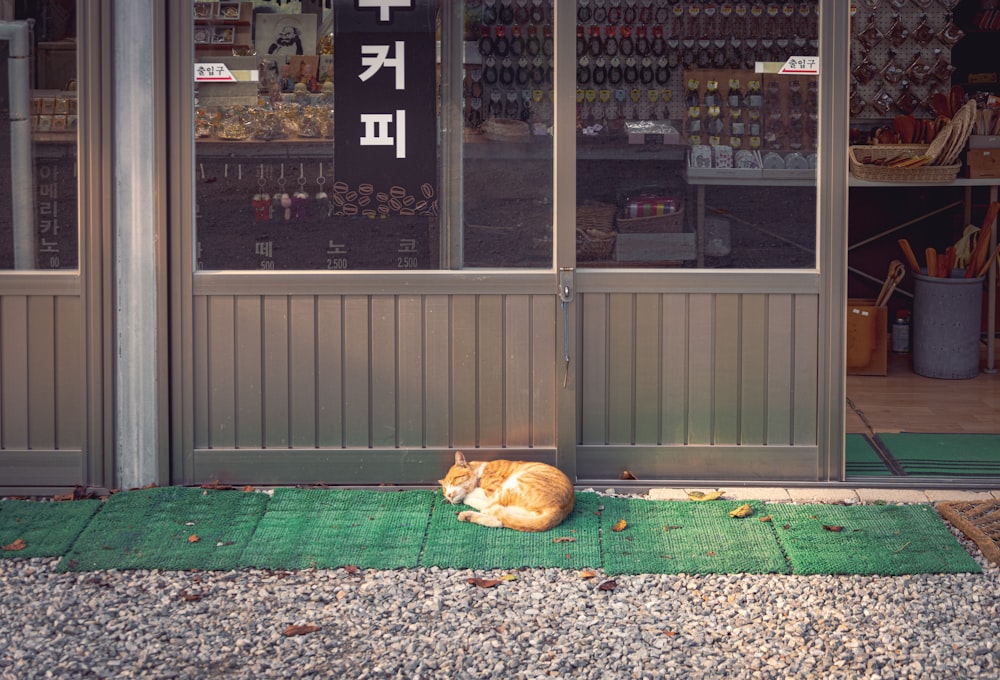 un chat allongé sur le sol à l’extérieur d’un magasin