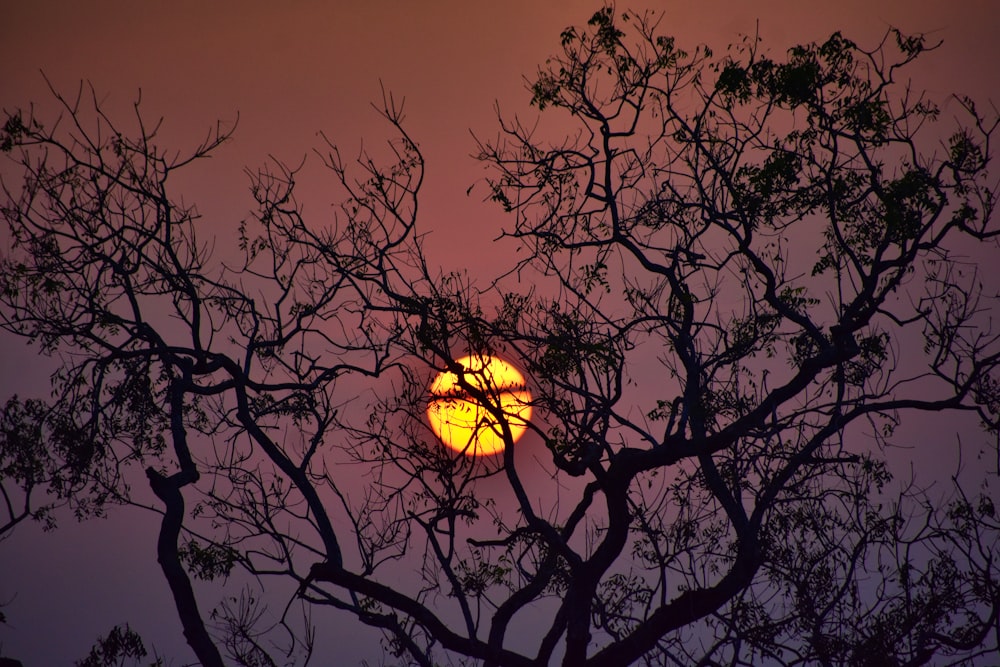 a tree with the sun behind it