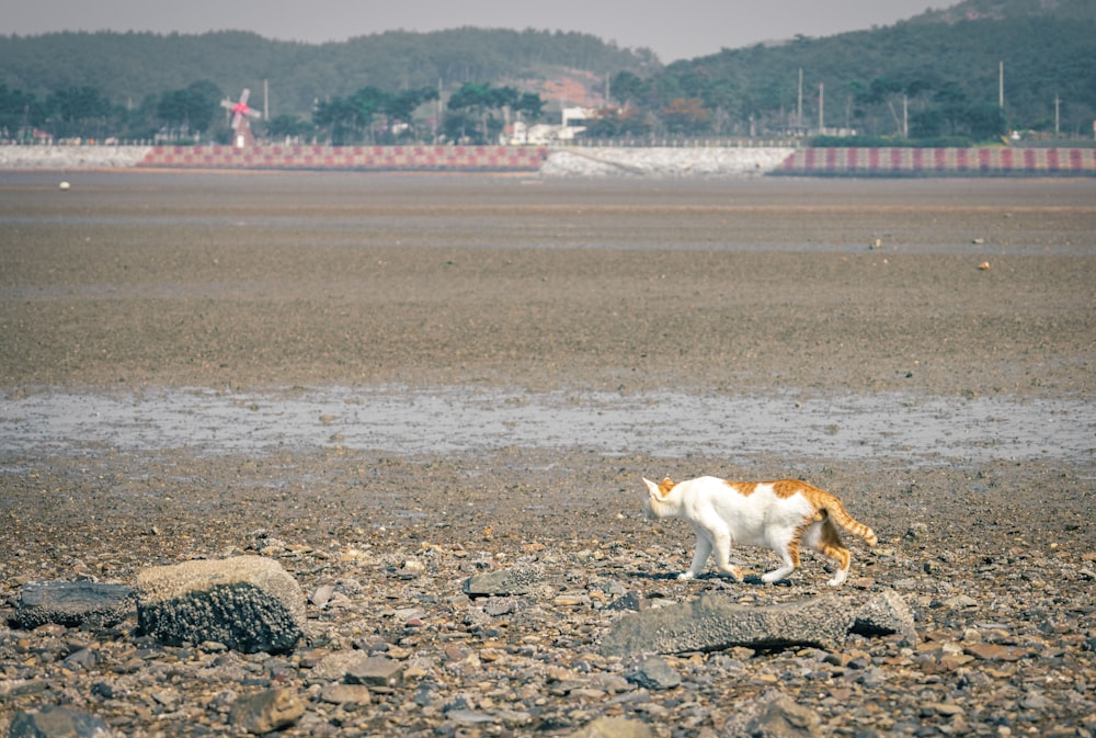 a cat walking on a beach