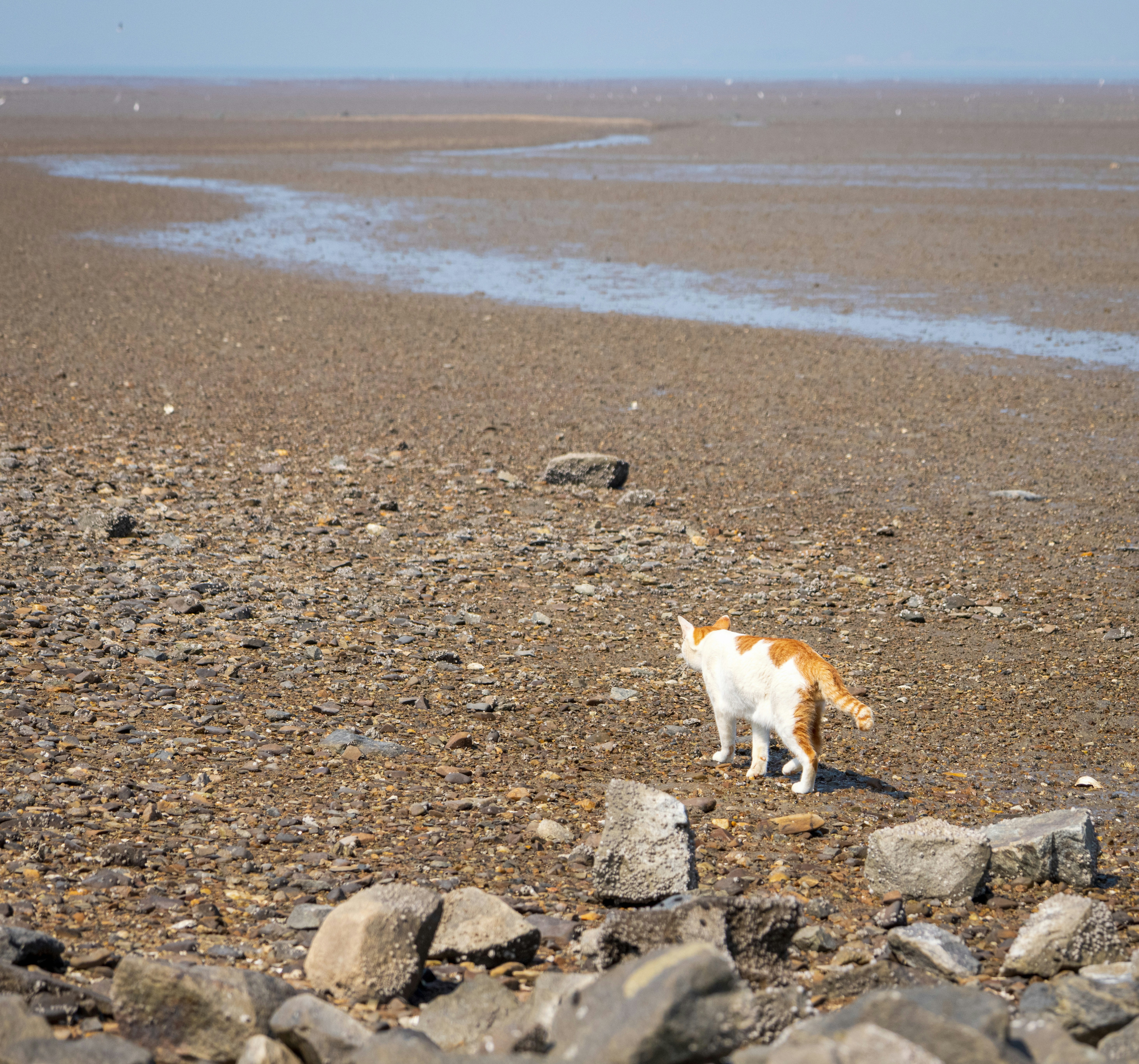 a dog walking on a rocky beach