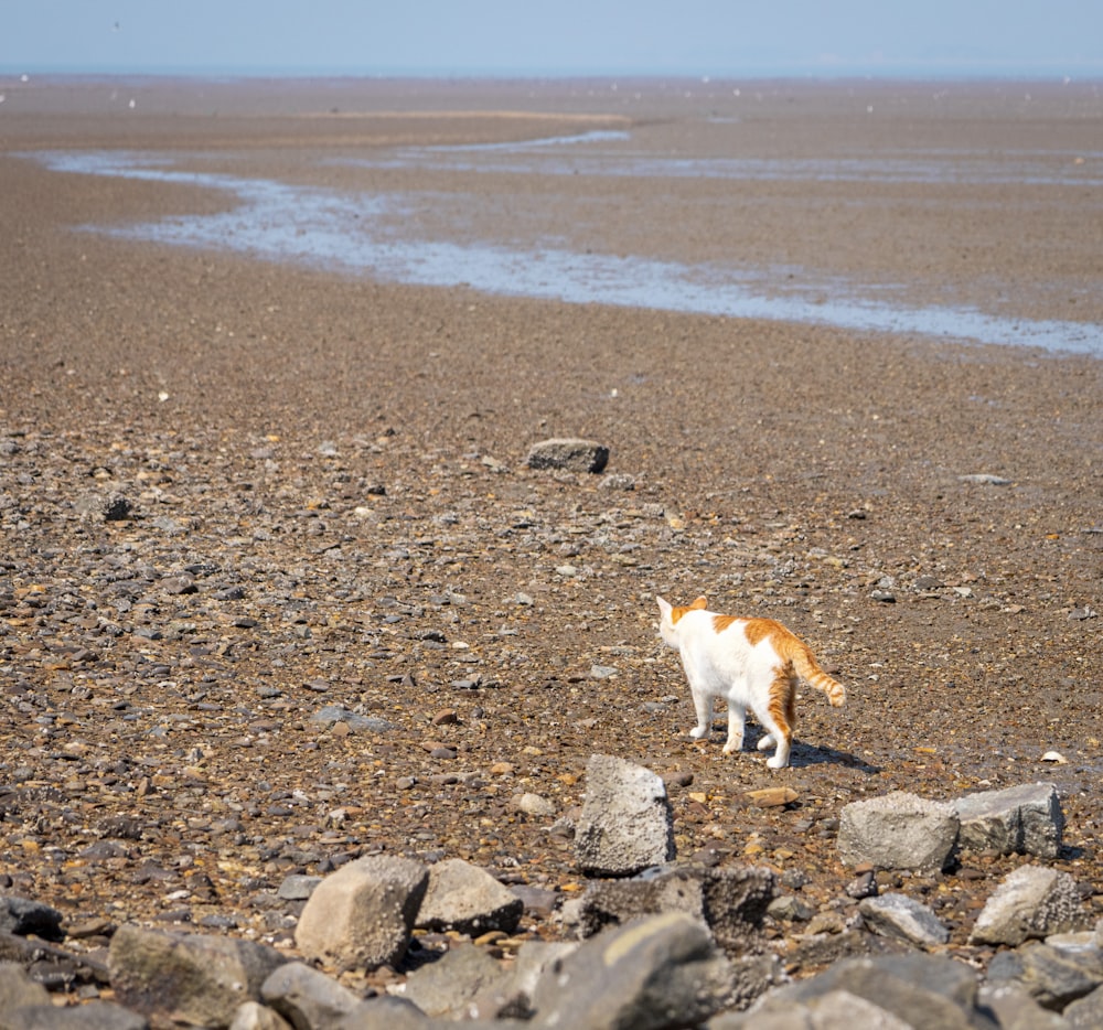 a dog walking on a rocky beach