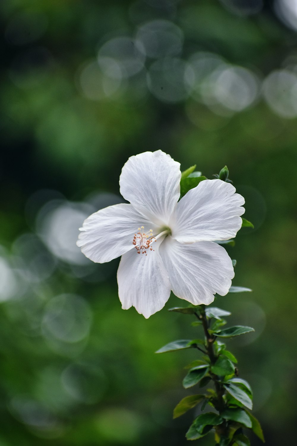 a white flower with green leaves