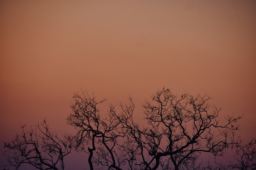 silhouette of a tree