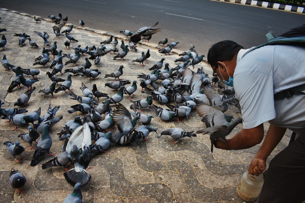 a person feeding a flock of pigeons