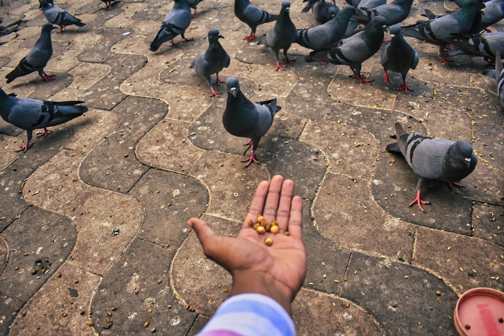 a hand holding a small group of pigeons