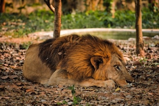 a lion lying on the ground