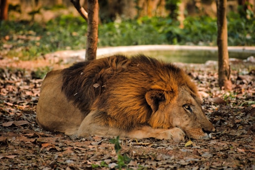 a lion lying on the ground