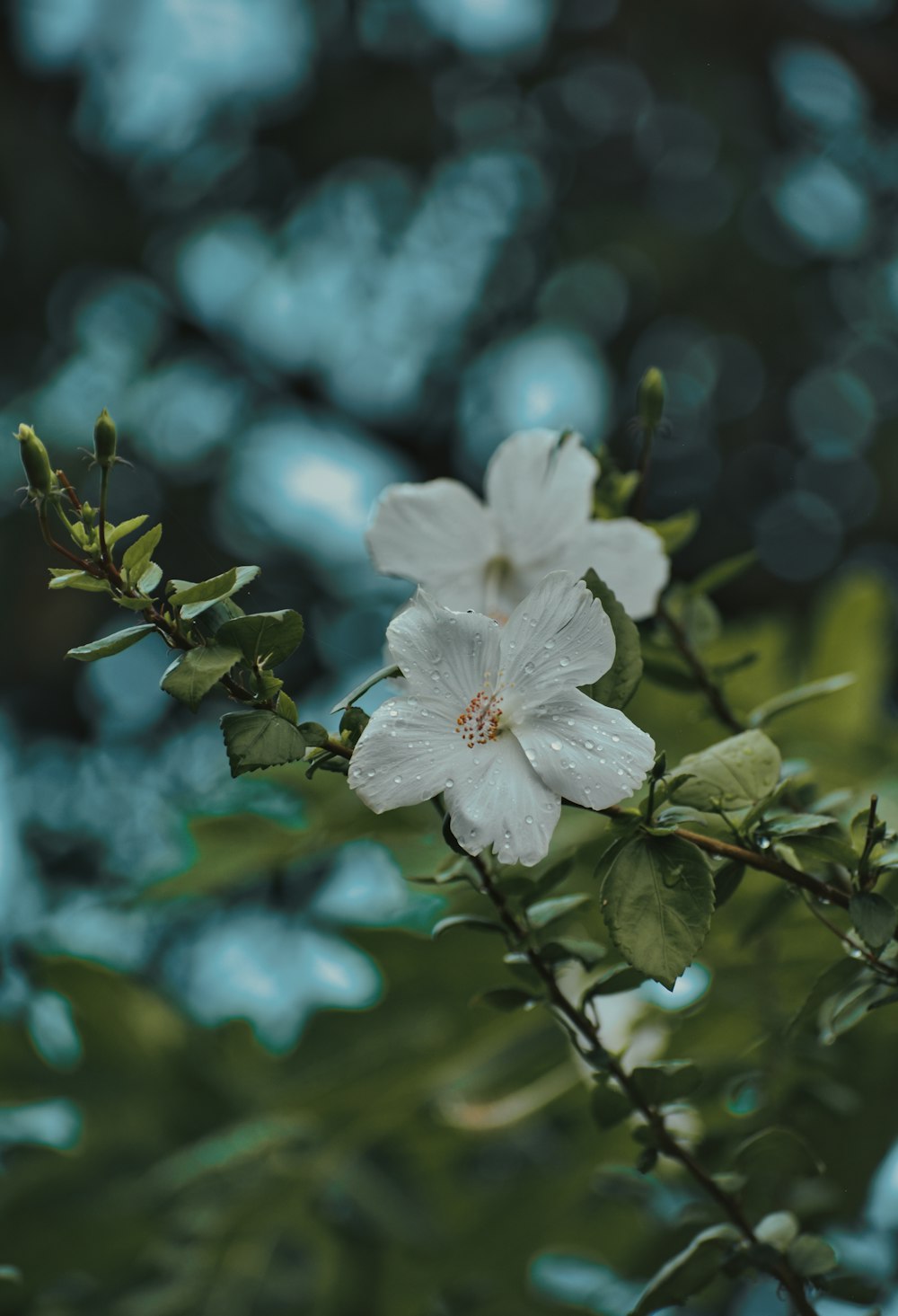 a close up of a flower