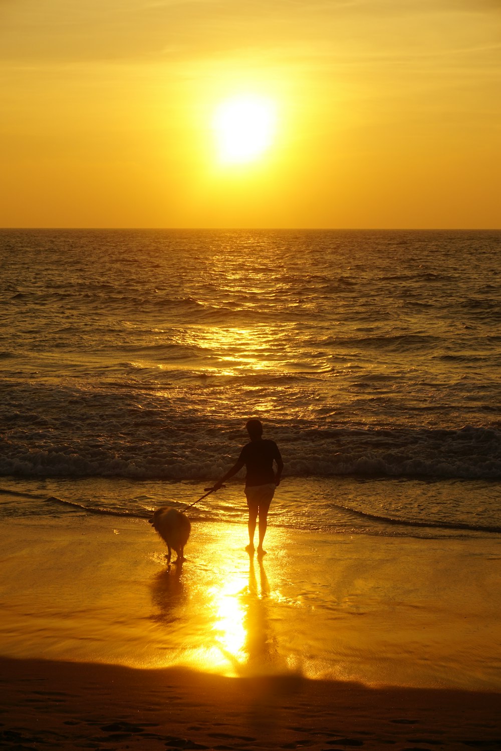 a person and a dog on a beach at sunset
