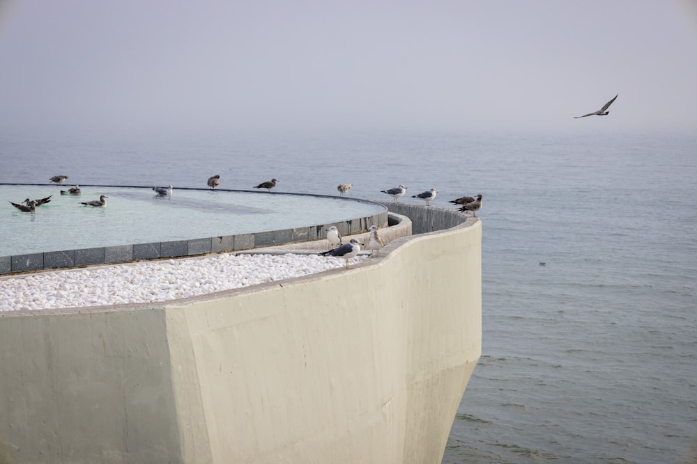 birds on a pier