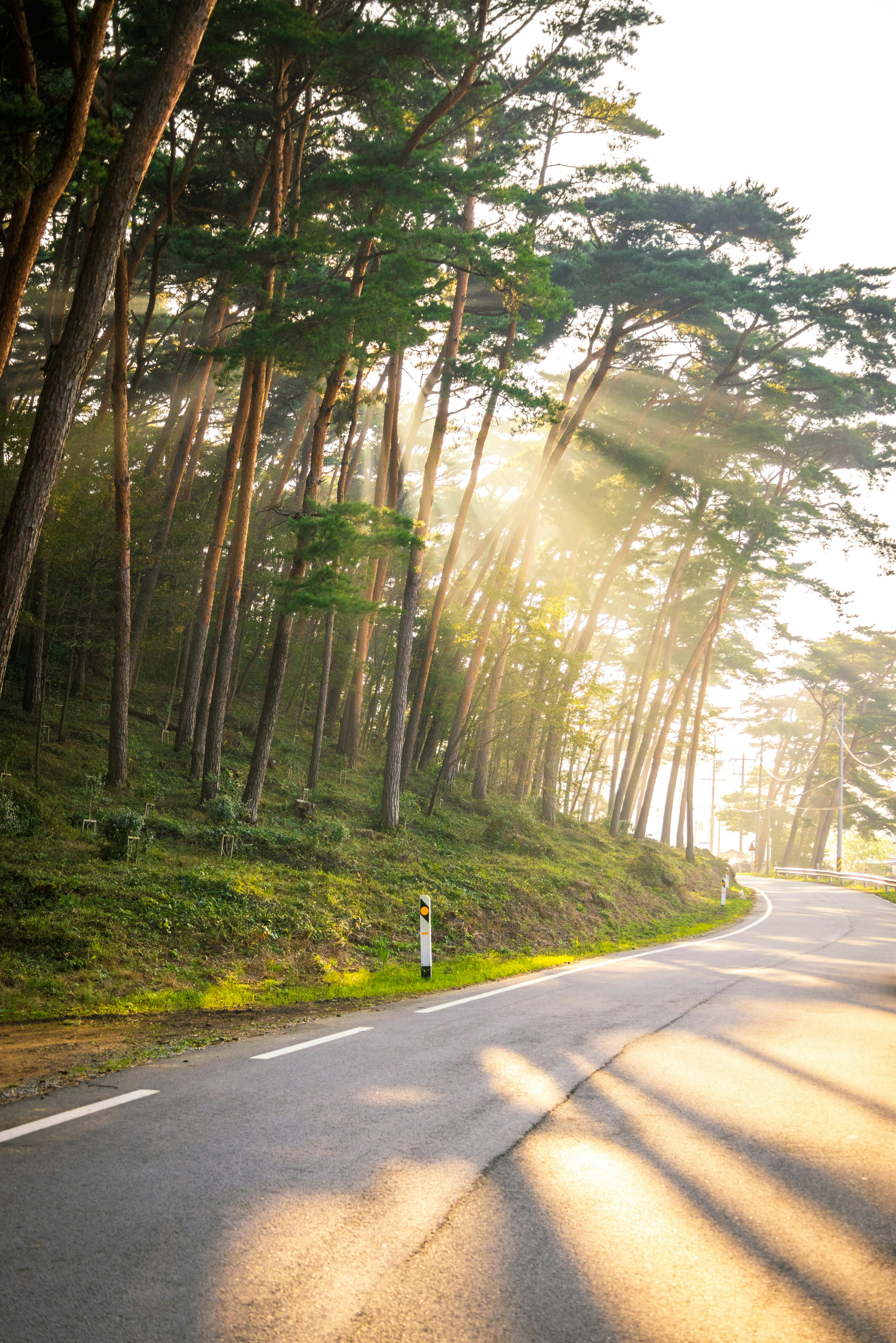 una strada alberata sul lato