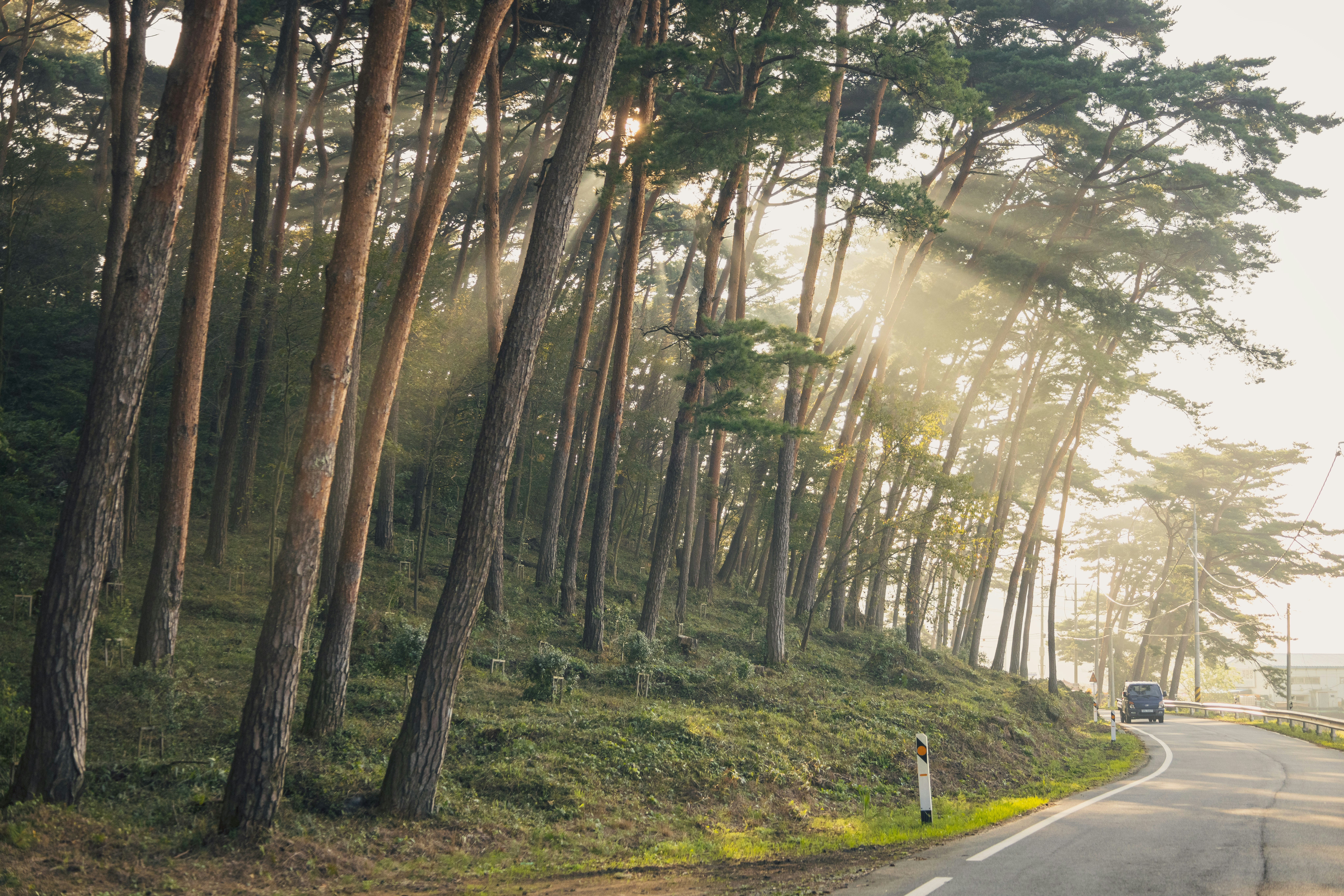 una strada alberata sul lato