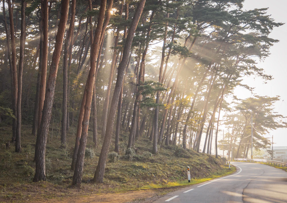 Quiet road lined with tall pine trees