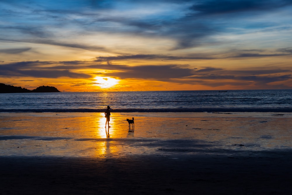 a couple of dogs on a beach