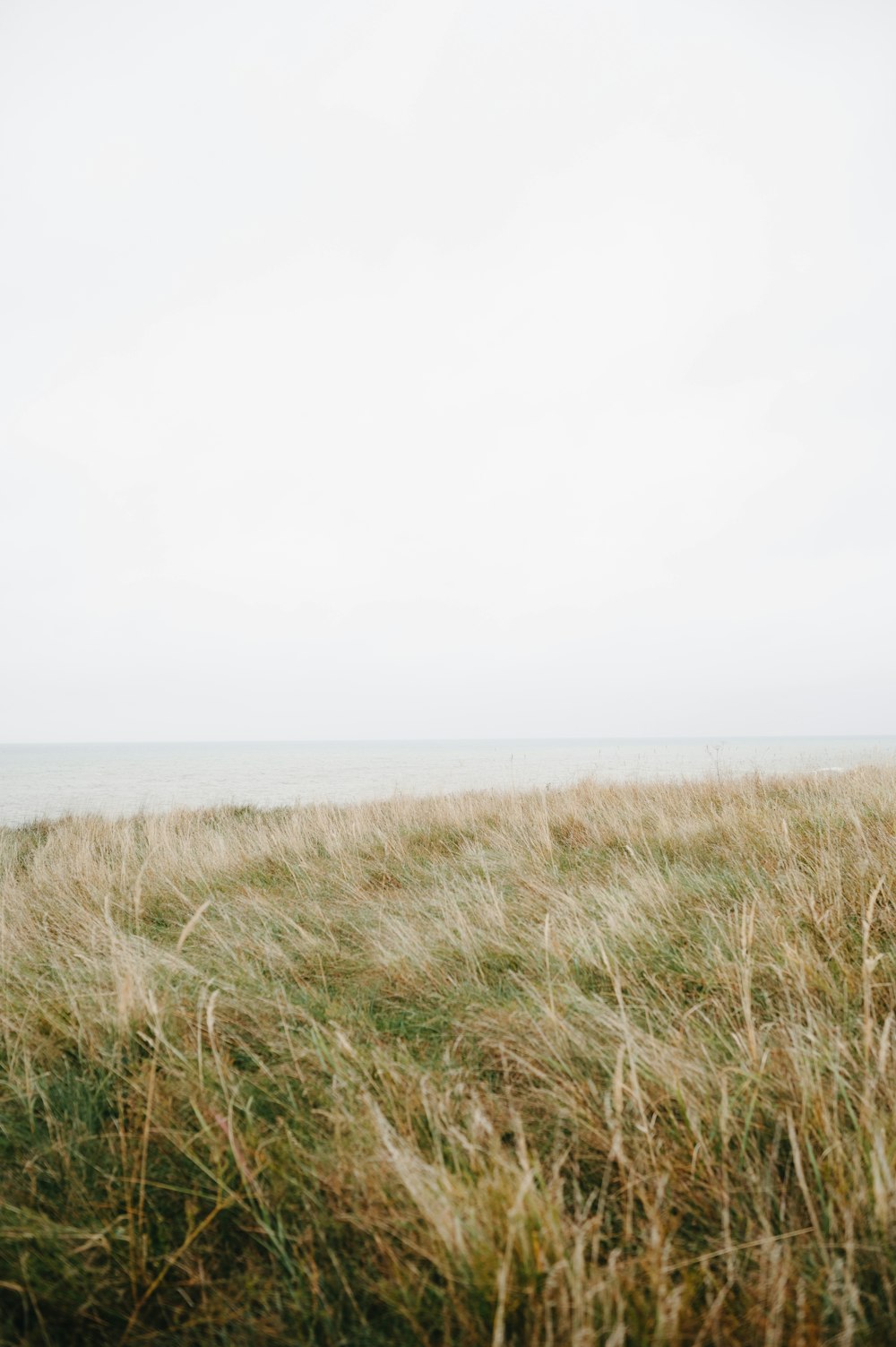 a field of tall grass