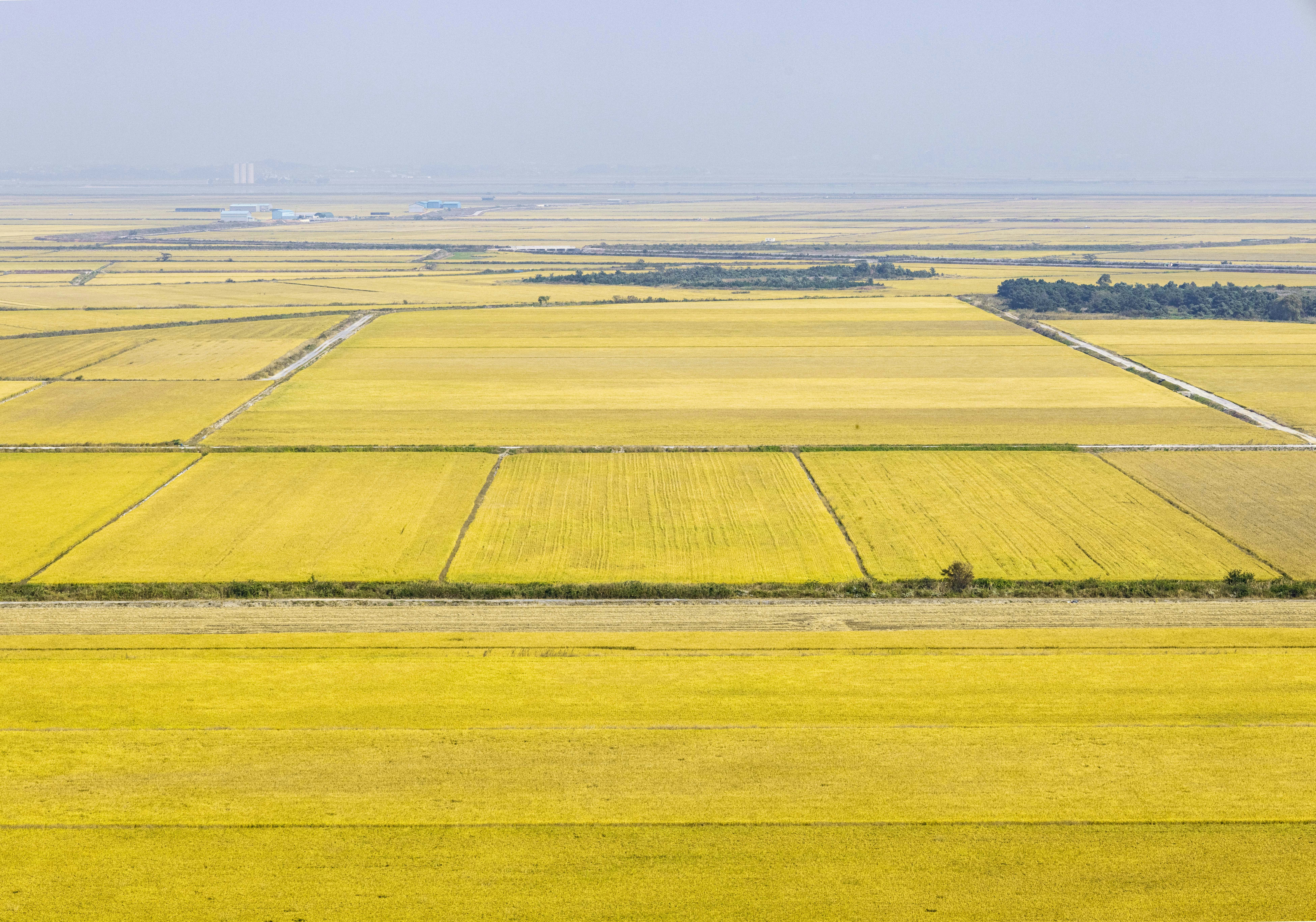 a large field with a few trees