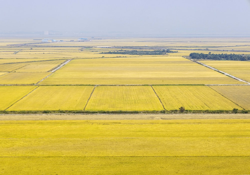 a large field with a few trees