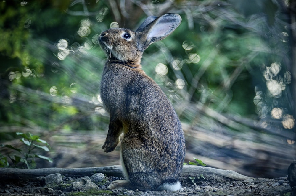 a rabbit sitting on a log