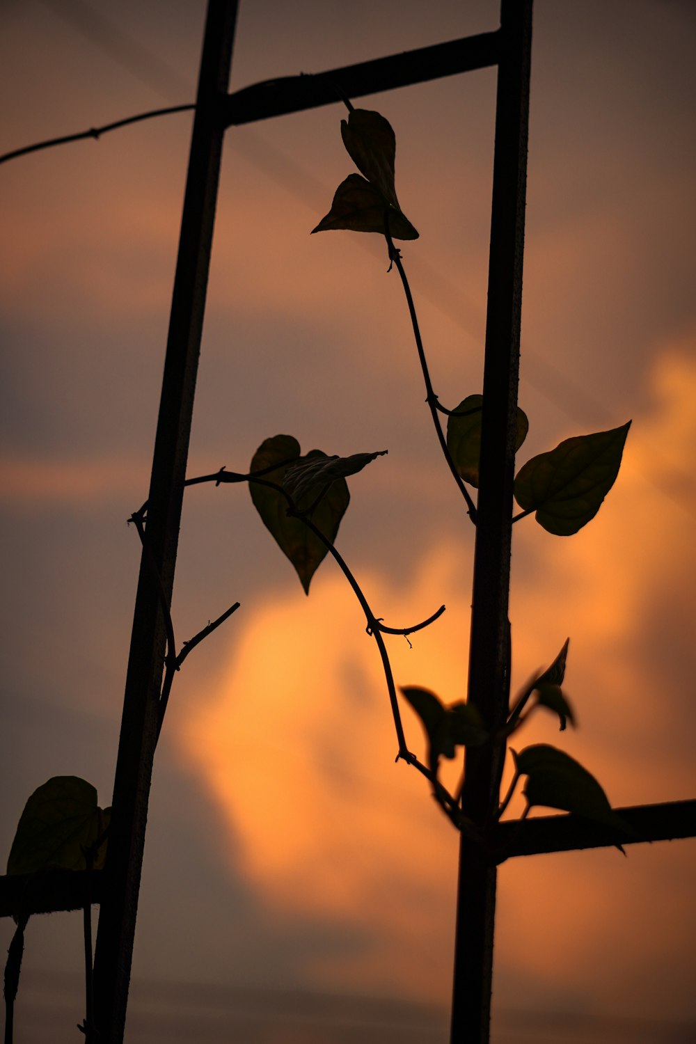 a silhouette of a tree with leaves