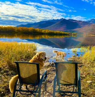 Two golden retrievers are near a serene lake surrounded by mountains and autumn foliage. One dog is sitting beside two empty chairs while the other is wading in the water. The sky is partly cloudy with a vibrant blue, creating a picturesque and tranquil setting.