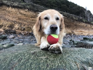 Durable Dog Chew Toy