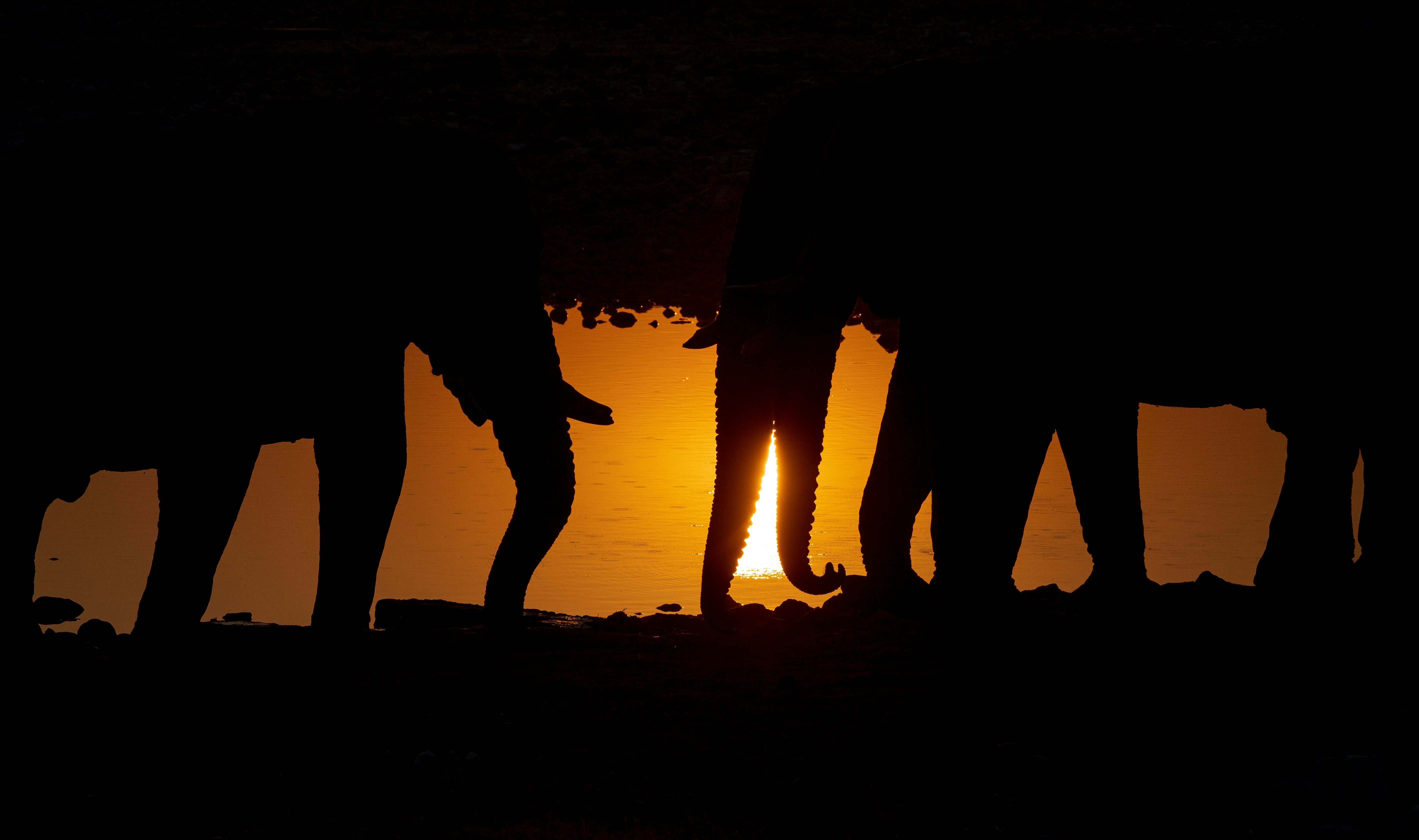 Social Hierarchies and Nighttime Interactions (image credits: unsplash)