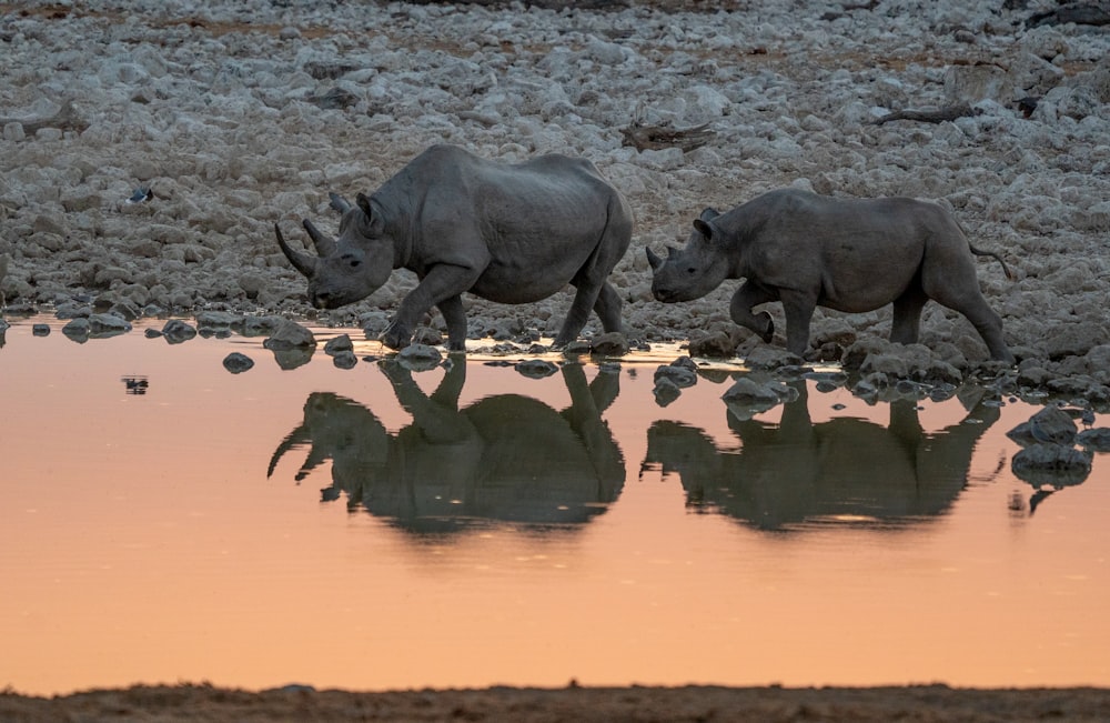 a group of rhinoceros drinking water